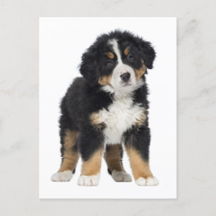 Bernese Mountain Dog Hello, Love, Sorry, Thank You Postcard