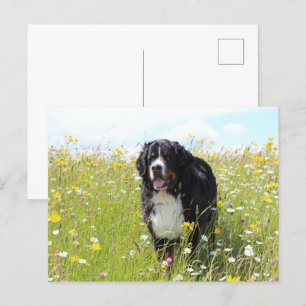 bernese mountain dog in field postcard