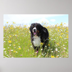 bernese mountain dog in field poster