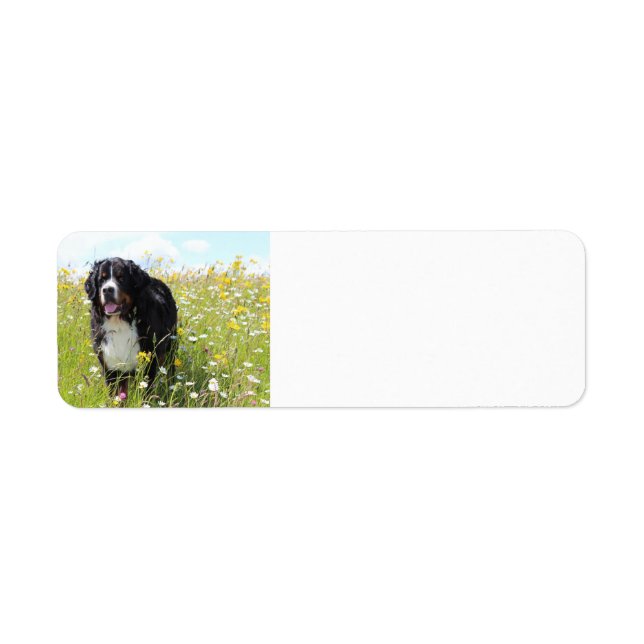 bernese mountain dog in field return address label (Front)