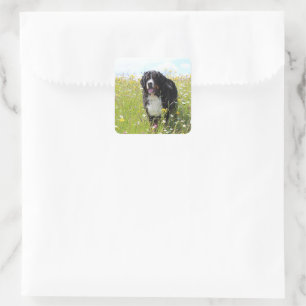 bernese mountain dog in field square sticker