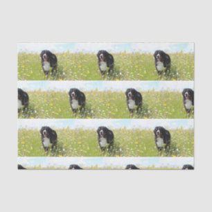 bernese mountain dog in field tissue paper