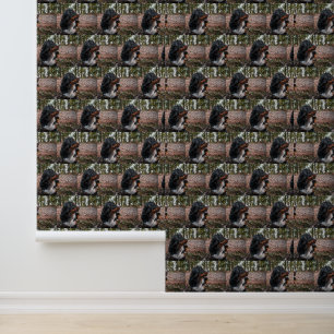 bernese mountain dog in forest wallpaper