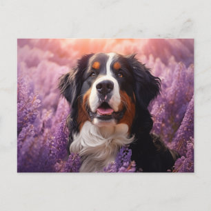 Bernese Mountain Dog in lavenders Postcard