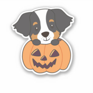 Bernese Mountain Dog In Pumpkin Dogs Happy