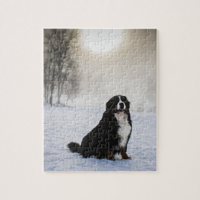 bernese mountain dog in snow jigsaw puzzle (Vertical)