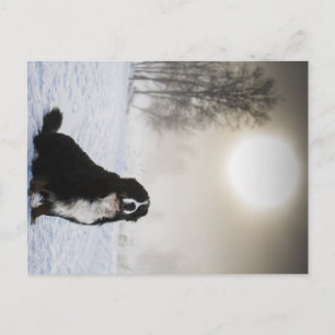bernese mountain dog in snow postcard