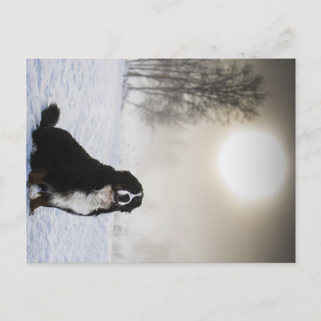 bernese mountain dog in snow postcard (Front)
