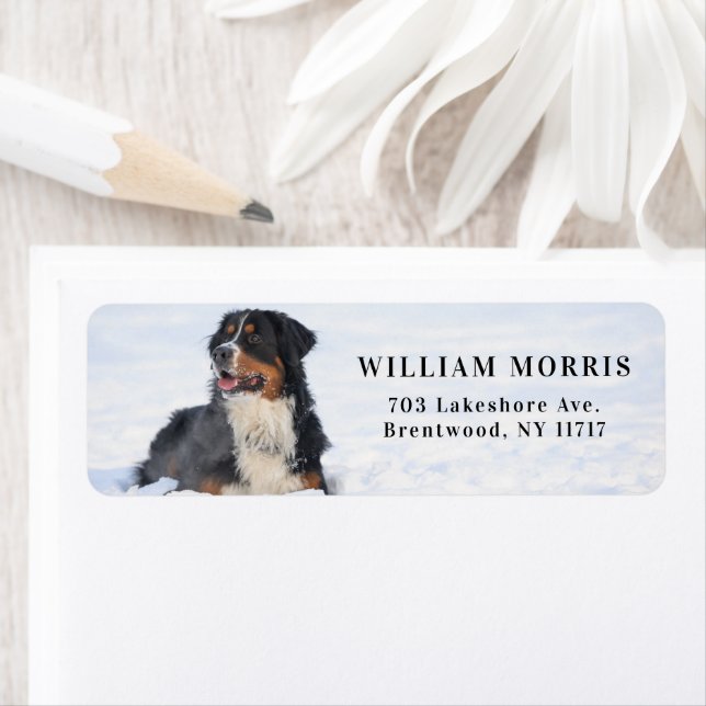 Bernese Mountain Dog in Snow Return Address Label (Insitu)