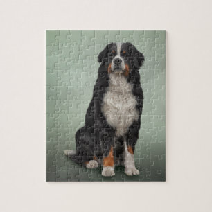 Bernese Mountain Dog Jigsaw Puzzle