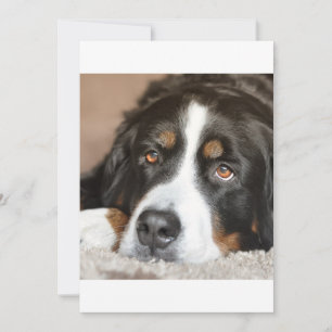 bernese mountain dog laying