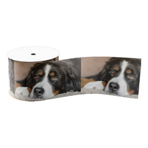 bernese mountain dog laying grosgrain ribbon