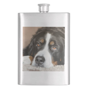 bernese mountain dog laying hip flask