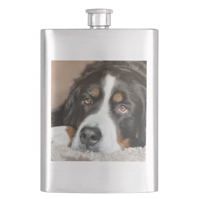 bernese mountain dog laying hip flask (Front)