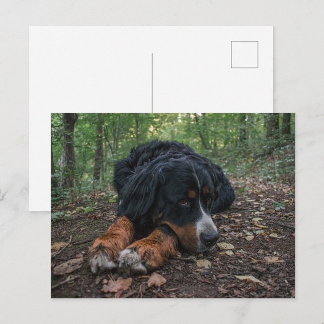 bernese mountain dog laying in forest postcard (Front/Back)