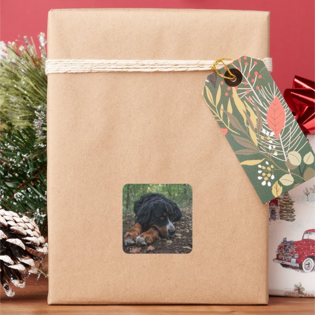 bernese mountain dog laying in forest square sticker (Holiday)