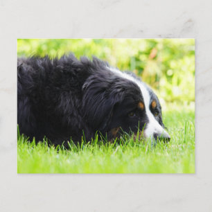 bernese mountain dog laying in grass postcard