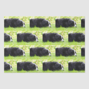 bernese mountain dog laying in grass tissue paper
