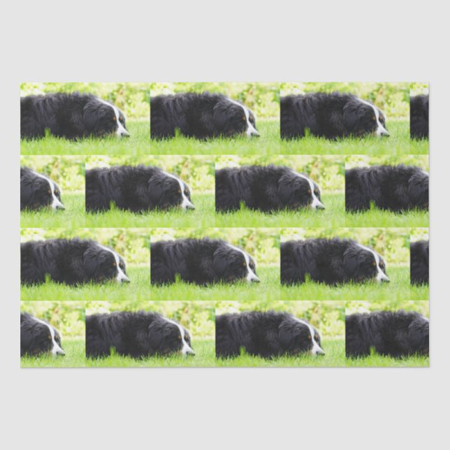 bernese mountain dog laying in grass tissue paper (Front)