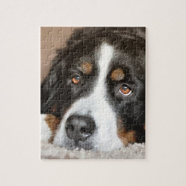 bernese mountain dog laying jigsaw puzzle (Vertical)