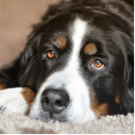 bernese mountain dog laying photo sculpture key ring<br><div class="desc">b</div>