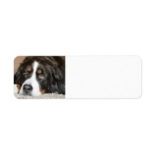 bernese mountain dog laying return address label