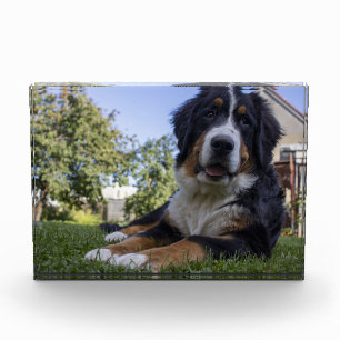 bernese mountain dog laying second photo block