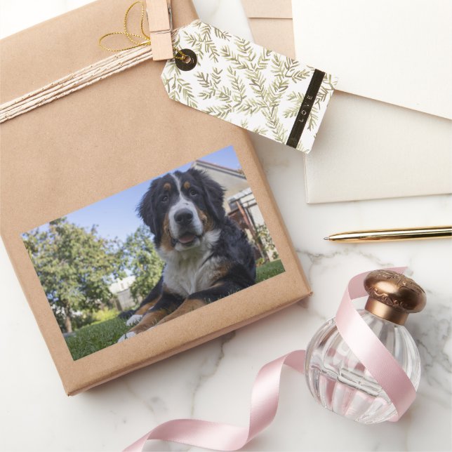bernese mountain dog laying second rectangular sticker (Gifting)