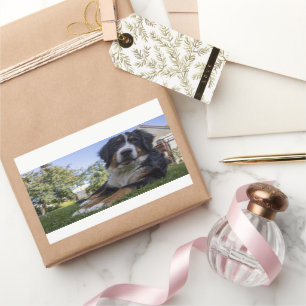 bernese mountain dog laying second rectangular sticker