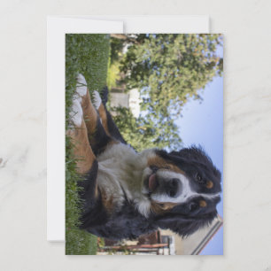 bernese mountain dog laying second thank you card