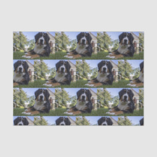 bernese mountain dog laying second tissue paper