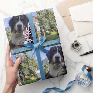 bernese mountain dog laying second wrapping paper