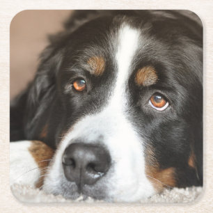 bernese mountain dog laying square paper coaster