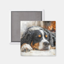 Bernese Mountain Dog