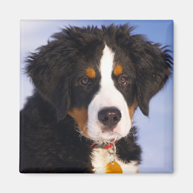 Bernese Mountain Dog Magnet (Front)