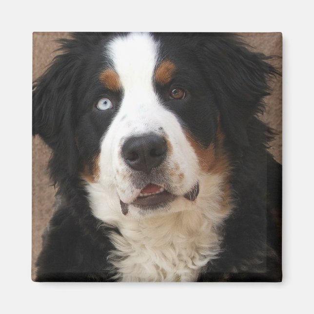Bernese Mountain Dog Magnet 2 - "Lucy" (Front)