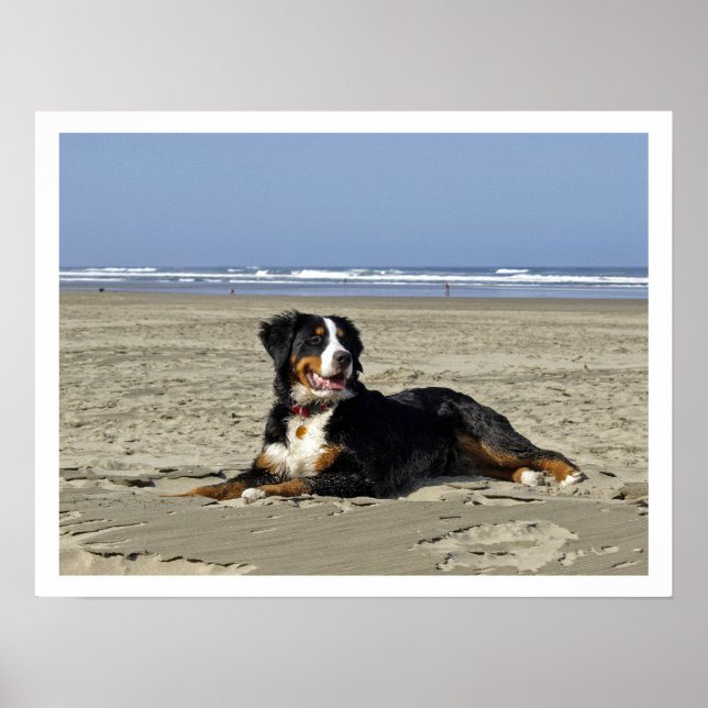 Bernese Mountain Dog on a Beach Poster (Front)
