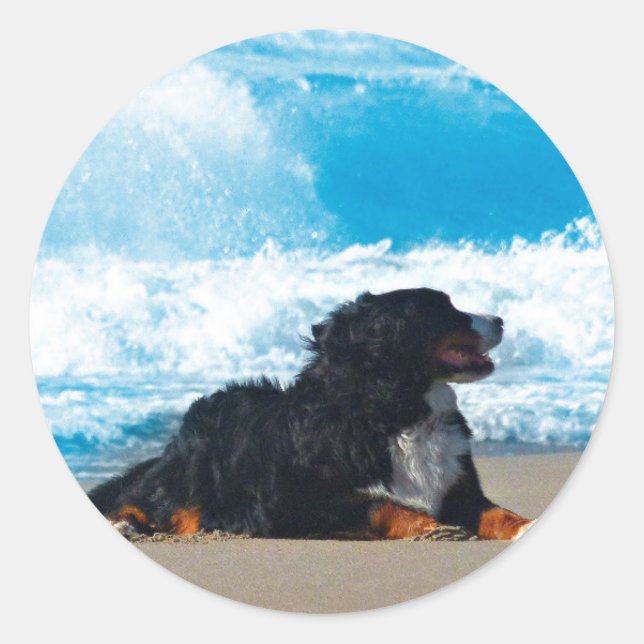 Bernese Mountain Dog on Beach Classic Round Sticker (Front)
