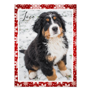 Bernese mountain dog On Red and White Snowflake Photo Print