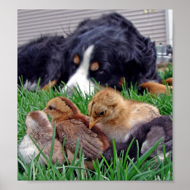 Bernese Mountain Dog On the Job Poster (Front)