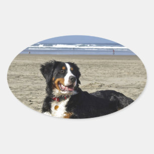 Bernese Mountain Dog Oval Sticker