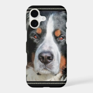 Bernese Mountain Dog Photo Image
