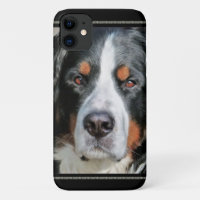 Bernese Mountain Dog Photo Image