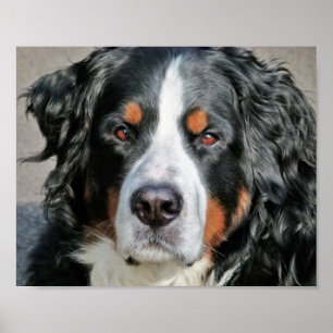 Bernese Mountain Dog Photo Image Poster