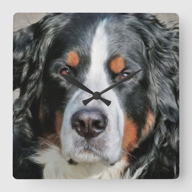 Bernese Mountain Dog Photo Image Square Wall Clock (Front)