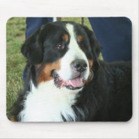 Bernese Mountain Dog Photo