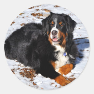 Bernese Mountain Dog Playing in Winter Snow Classic Round Sticker