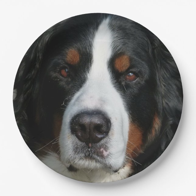 bernese mountain dog.png paper plate (Front)