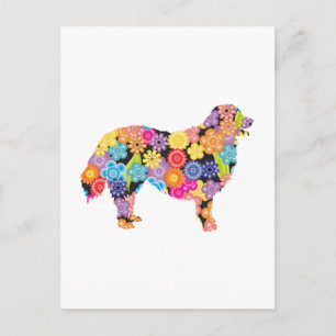Bernese Mountain Dog Postcard