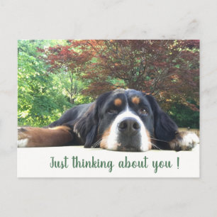 Bernese Mountain Dog Postcard
